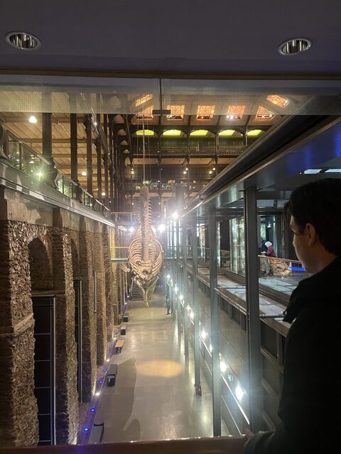 Long museum gallery with a whale skeleton